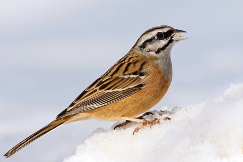 Rock Bunting (Emberiza cia) in the snow