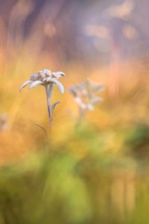 Edelweiss (Leontopodium nivale)