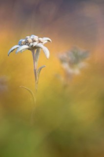 Edelweiss (Leontopodium nivale)