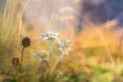 Edelweiss (Leontopodium nivale)
