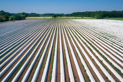 Asparagus field asparagus embankments covered with white plastic sheets