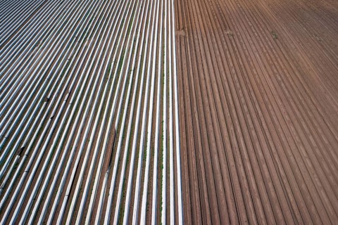 Asparagus field