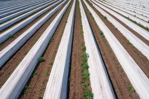 Asparagus field asparagus embankments covered with white plastic sheets