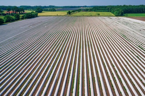 Asparagus field asparagus embankments covered with white plastic sheets