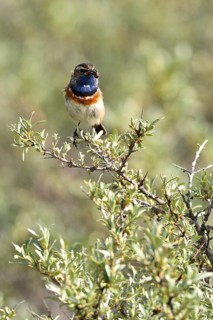 Bluethroat (Cyanosylvia svecica) with beetle in its beak