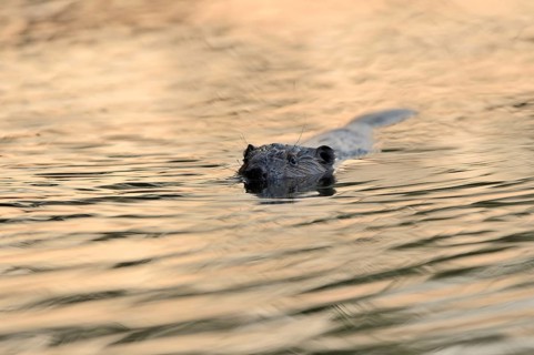 Swimming beaver (Castor fiber) in the morning light