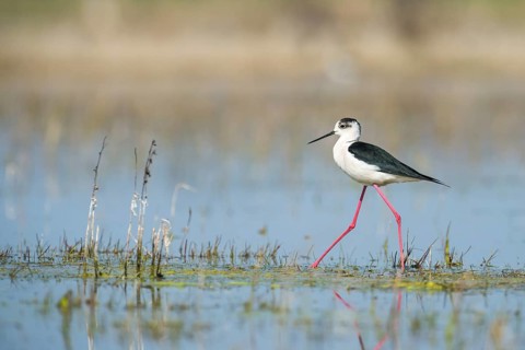 Black-winged Stilt (Himantopus himantopus)