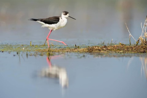 Black-winged Stilt (Himantopus himantopus)