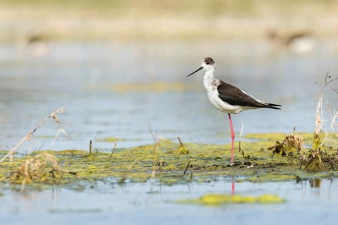 Black-winged Stilt (Himantopus himantopus)