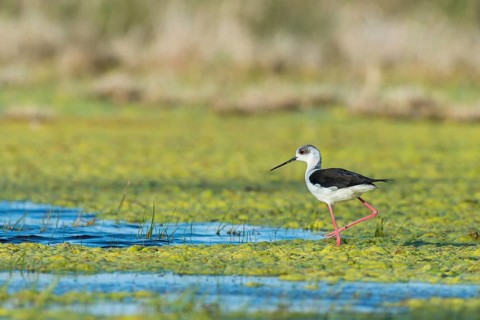 Black-winged Stilt (Himantopus himantopus)