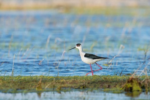 Black-winged Stilt (Himantopus himantopus)