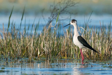 Black-winged Stilt (Himantopus himantopus)
