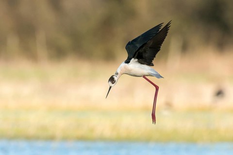 Black-winged Stilt (Himantopus himantopus) in flight