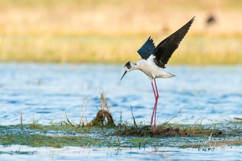 Black-winged Stilt (Himantopus himantopus) landing on nest