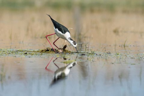 Black-winged Stilt (Himantopus himantopus) building a nest