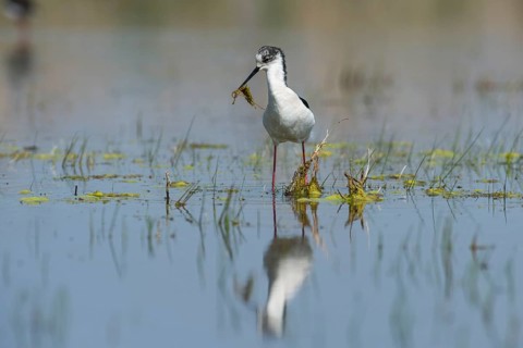 Black-winged Stilt (Himantopus himantopus) with nesting material