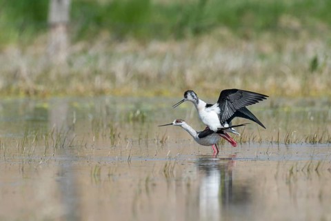 Black-winged Stilts (Himantopus himantopus) copulating