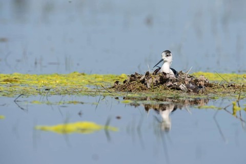 Black-winged Stilt (Himantopus himantopus) on nest