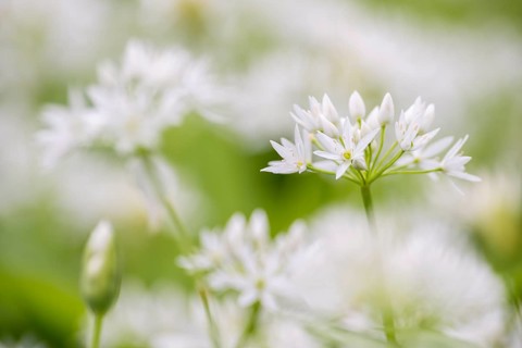Wild garlic (Allium ursinum)