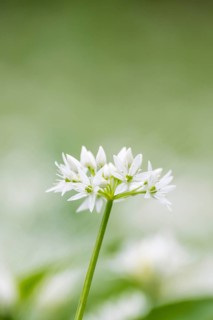Wild garlic (Allium ursinum)