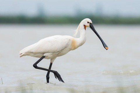 Spoonbill (Platalea leucorodia)