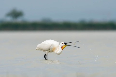 Spoonbill (Platalea leucorodia) with caught fish