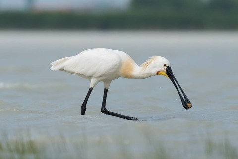 Spoonbill (Platalea leucorodia)