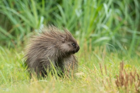 North American Porcupine (Erethizon dorsatum)