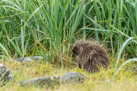 North American Porcupine (Erethizon dorsatum)