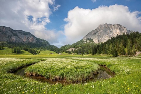 Alpine meadow with creek on the Wurzeralm