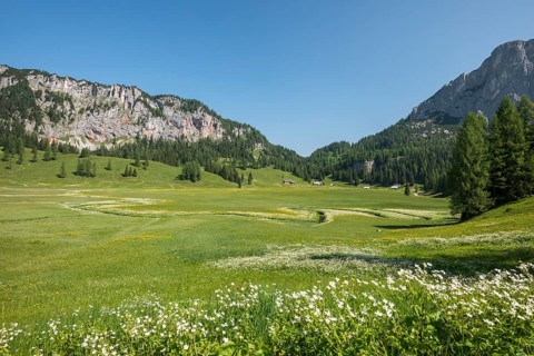 Wurzeralm