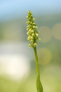 Small white orchid (Pseudorchis albida) in a meadow