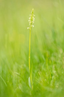 Small white orchid (Pseudorchis albida) in a meadow