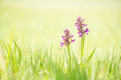 Western marsh orchid (Dactylorhiza majalis)