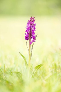 Western marsh orchid (Dactylorhiza majalis)