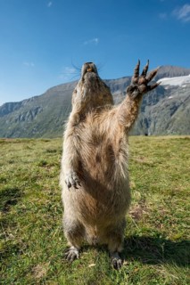 Alpine marmot (Marmota marmota)