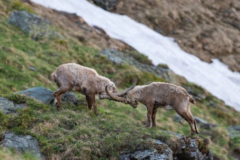 Alpine ibex (Capra ibex)