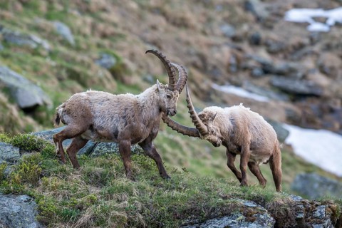 Alpine ibex (Capra ibex)
