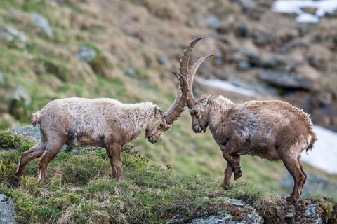 Alpine ibex (Capra ibex)