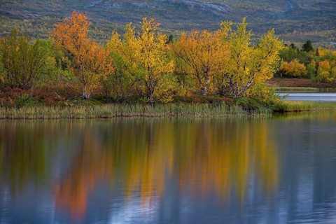 Reflection of autumnal dwarf birch (Betula nana)