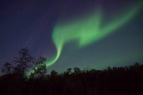 Northern Lights or Aurora Borealis over trees