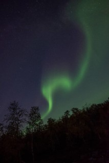 Northern Lights or Aurora Borealis over trees