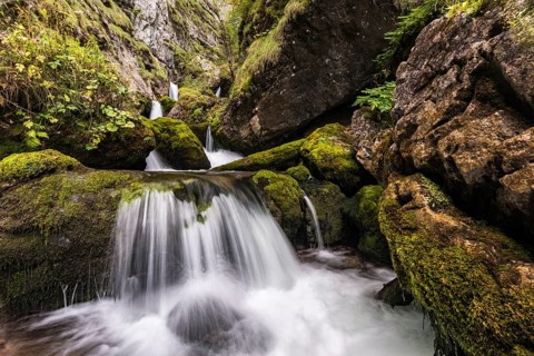 Forest stream in Hartelsgraben