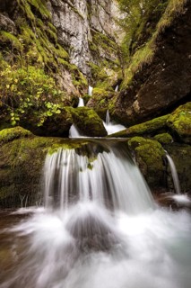 Forest stream in Hartelsgraben