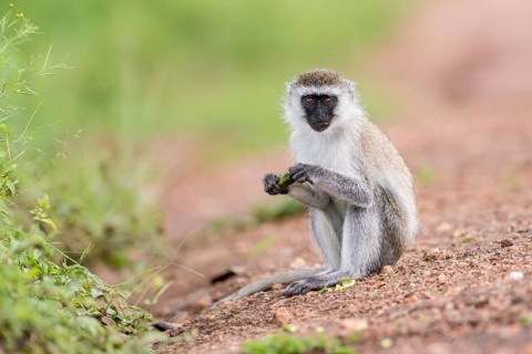 Vervet monkey (Chlorocebus) eating