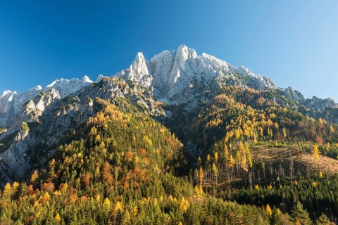 Grosser Odsten in autumn