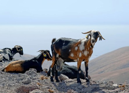Goats at Barranco la Huguera