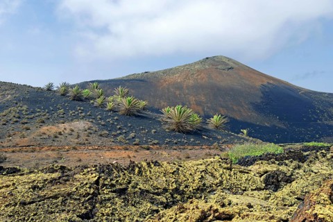Canary Island date palm (Phoenix canariensis) on Montana Ortiz volcanic mountain