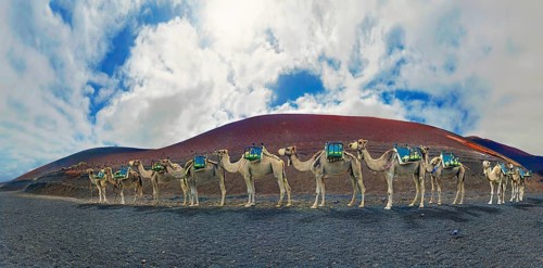 Camel riding