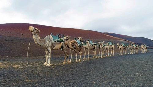 Camel riding